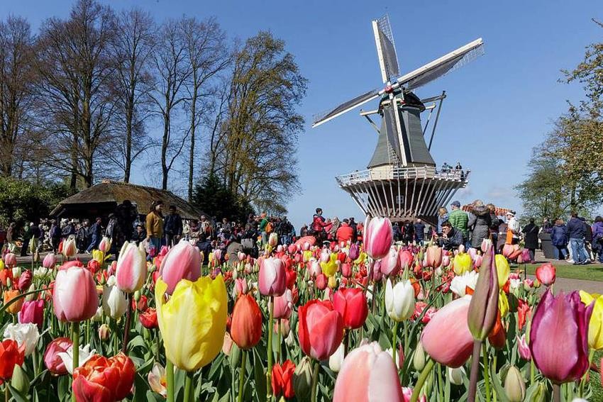 Keukenhof - Cȏng viên hoa đẹp và rộng nhất thế giới tại Hà Lan