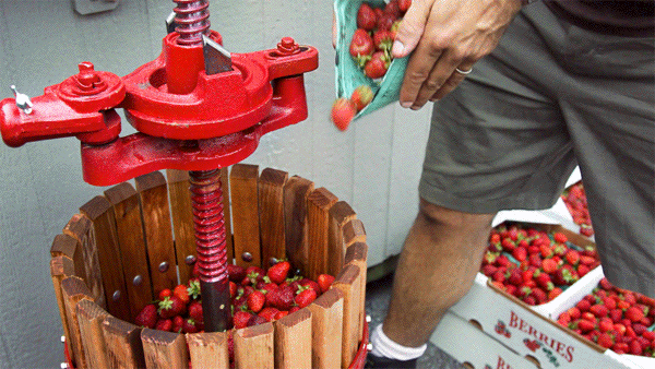 Tiếp theo, chúng ta dùng một chiếc máy nghiền ép hoa quả bằng gỗ. Mỗi lần ép dâu, chiếc máy này có thể xử lý khoảng gần 70kg. Khối lượng dâu này có thể cho ra khoảng hơn 60 lít bia thành phẩm. Như vậy, gần tương đương cứ mỗi kg dâu chúng ta sẽ thu được 1 lít bia.