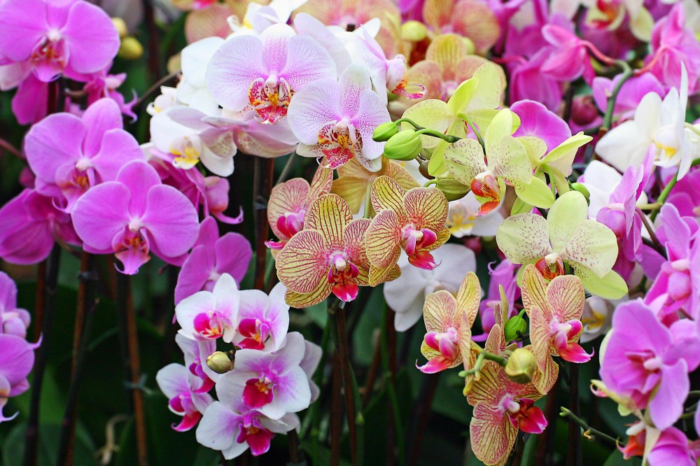 Chiêm ngưỡng hình ảnh các loại hoa phong lan đẹp nhất Việt Nam