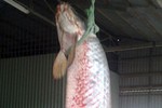 Bắt được cá rồng nặng gần 60kg
