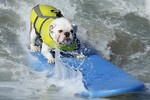Những hình ảnh thú vị từ cuộc thi chó lướt sóng