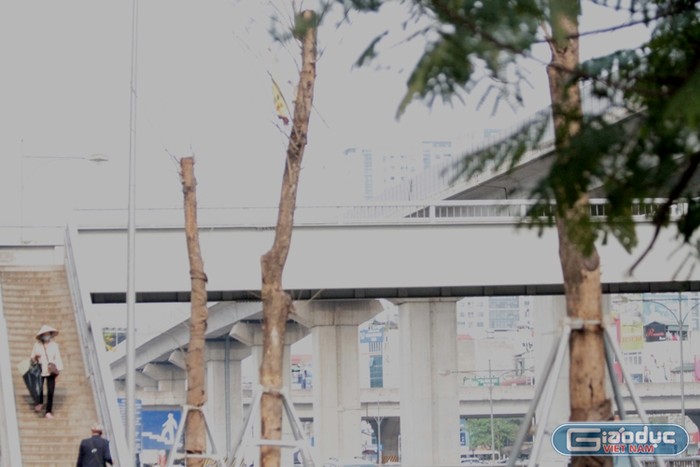 Xem cây mới trồng trên đường Nguyễn Trãi mãi trông như cái cột điện ảnh 4