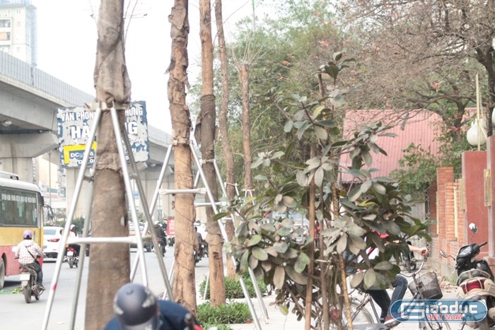Xem cây mới trồng trên đường Nguyễn Trãi mãi trông như cái cột điện ảnh 8