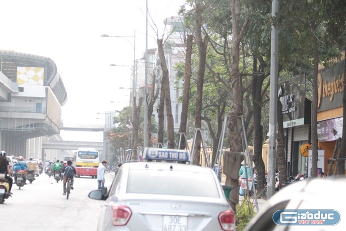 Xem cây mới trồng trên đường Nguyễn Trãi mãi trông như cái cột điện ảnh 10