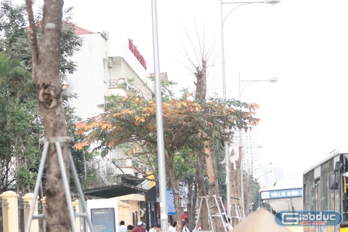 Xem cây mới trồng trên đường Nguyễn Trãi mãi trông như cái cột điện ảnh 11