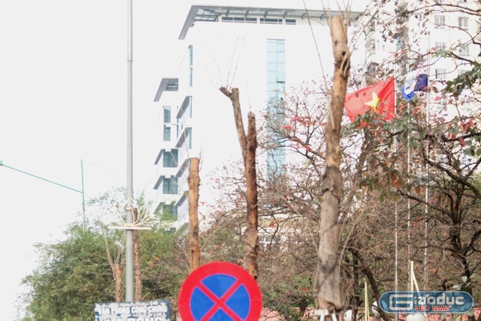 Xem cây mới trồng trên đường Nguyễn Trãi mãi trông như cái cột điện ảnh 1