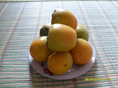 Hồng Hạc Trì, loại quả được coi như sản vật quí hiếm của vùng đất Tổ này được người xưa xếp đứng đầu trong hàng ngũ hoa quả quý dùng để tiến vua ảnh 2