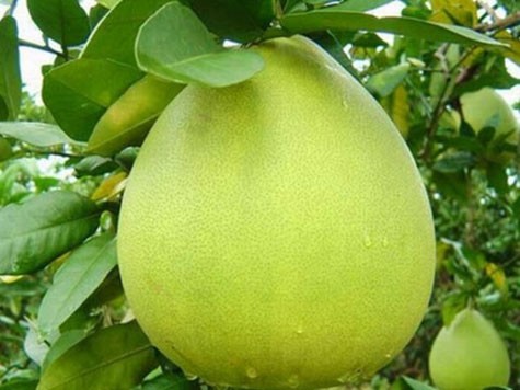 Những quả bưởi Đoan Hùng (Phú Thọ) với hương vị thơm ngon từng được dành để dâng lên các vị vua Hùng. ảnh 3 Những quả bưởi Đoan Hùng (Phú Thọ) với hương vị thơm ngon từng được dành để dâng lên các vị vua Hùng. ảnh 3
