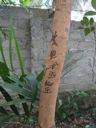 Dòng chữ trên thân cây nhãn. ảnh 2
