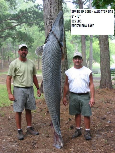 Long-snouted crocodile Alligator Gar photo 13