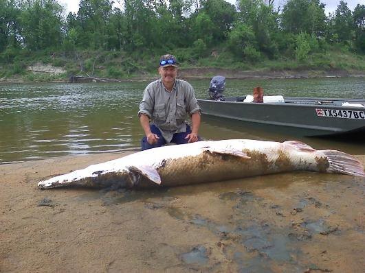 Long-snouted crocodile Alligator Gar photo 25