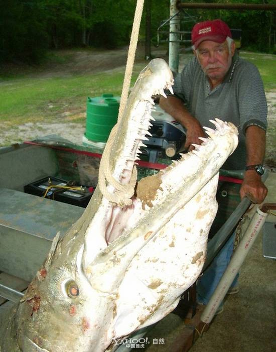 Long-snouted crocodile Alligator Gar photo 8