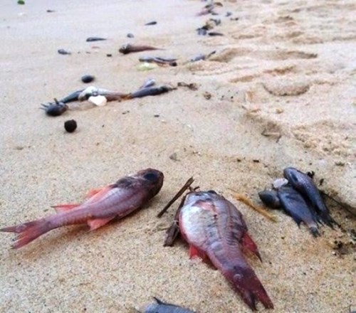 Cá chết ở đâu đó dạt vào bờ, chắc gì đã phải do xả thải? ảnh 1