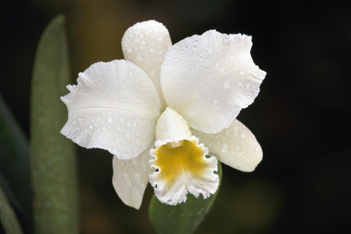 Hình nền hoa lan đẹp cực chất cho máy tính điện thoại19  Orquídeas  raras Orquídeas Cultivo de orquídeas