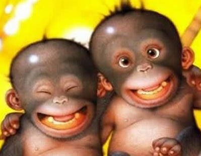Loài khỉ kì lạ cứ thấy máy ảnh là cười toe tạo dáng