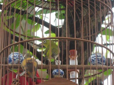 Một chú họa mi cũng được một chủ nhân chim chào mào tham gia cuộc thi đưa đến nhằm cổ động tinh thần
