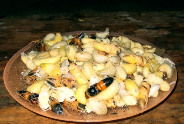 Món nhộng ong rừng béo ngậy mang đặc trưng núi rừng.
