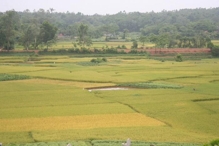 Khi sắc vàng bao phủ những cánh đồng báo hiệu mùa gặt về trên mỗi làng quê Việt Nam