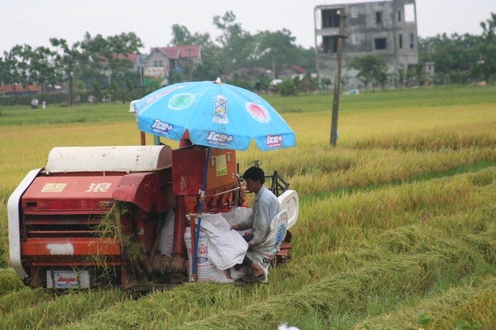 Những chiếc máy 3 trong 1: gặt - đập - cho lúa vào bao xuất hiên trên những cánh đồng của làng quê Phúc Thọ - Hà Nội