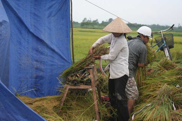 Nhiều nơi vẫn sử dụng cách tuất lúa truyền thống thay vi đạp máy tuất, người dân thay bằng sức khéo của những chiếc mô tơ