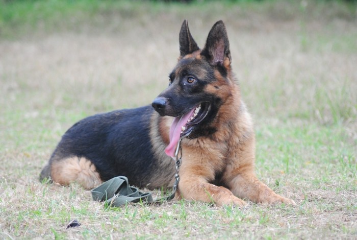 Một chú Béc giê Đức, được nuôi dưỡng trong gia trang Chung An (Thanh Xuân - Hà Nội) giá bán đầu của chú chó này được ông chủ bật bí lên tới hơn hơn 120 triệu đồng.