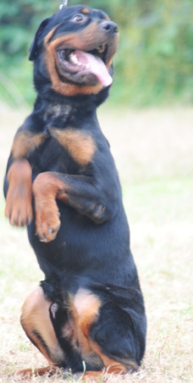 Một chú chó chọi Pitbull & Staffordshire Terrier giá lên tới vài nghìn đô