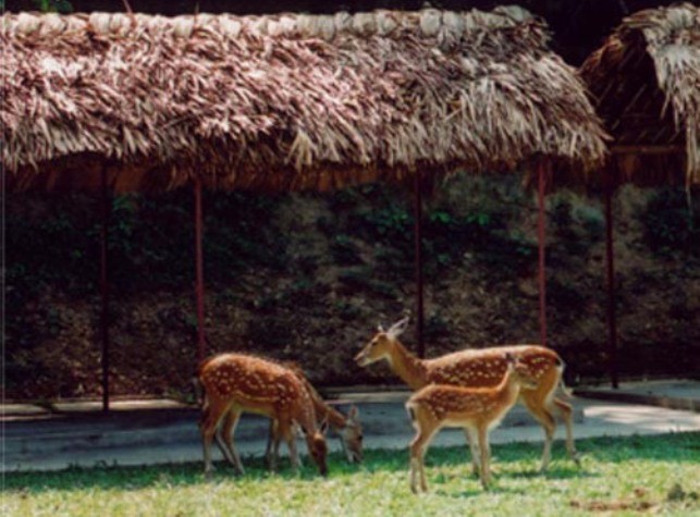Những loài động vật hoang dã hiền hòa tại khu rừng Bằng Tạ