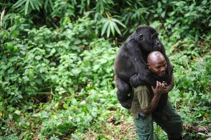 Anh chàng bảo vệ Patrick Karabaranga của Công viên quốc gia Virunga, Congo chơi cùng một chú tinh tinh mồ côi