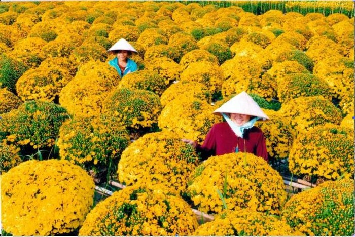 1.000 chậu Cúc mâm xôi sẽ được kết thành một 01 lãng hoa khổng lồ để đăng ký vào sách kỷ lục Việt Nam