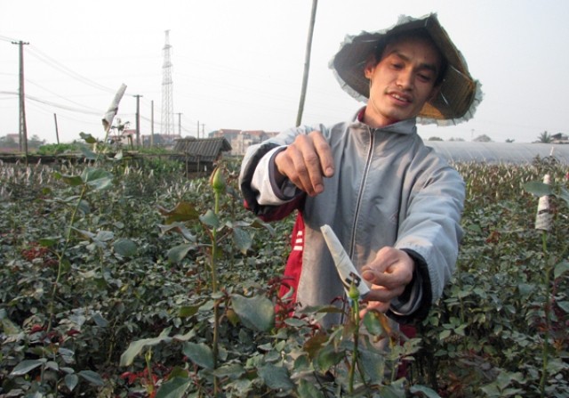 Anh Nguyễn Văn Nguyên thôn Hạ, xã tây Tựu vui mừng bên vườn hoa hồng được mùa lại bán được giá của gia đình mình