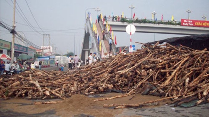 Số lượng gỗ tràm lớn tràn ra đường