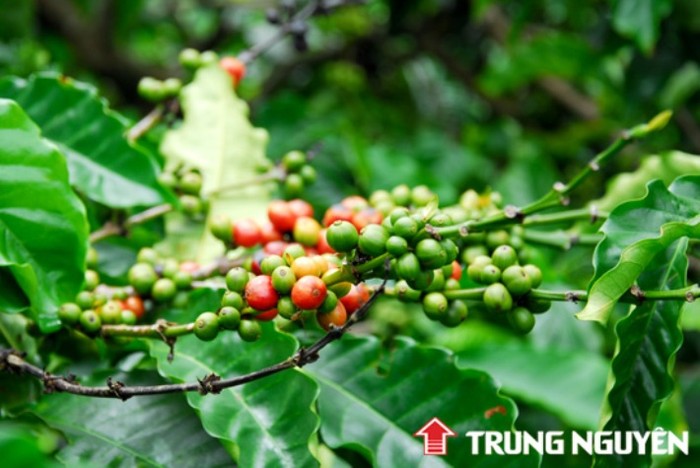 Hiện nay chỉ một số ít doanh nghiệp cà phê Việt Nam tìm ra hướng đi riêng và phát triển trong đó có Cà phê Trung Nguyên