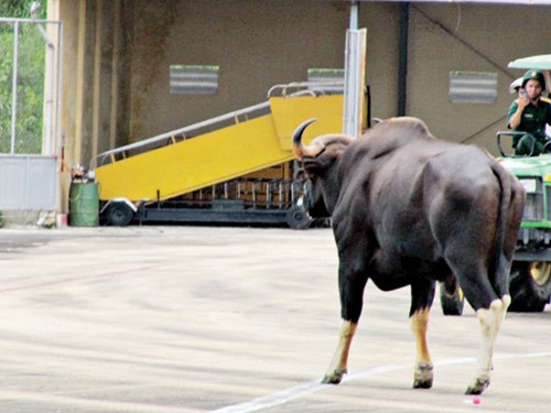Chú bò tót khổng lồ xông vào sân bay quốc tế Phú Bài hôm 24/7 đã khiến sân bay phải tạm đóng cửa (Ảnh Tiền phong)