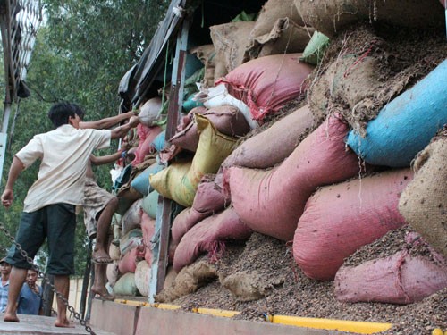 Rất nhiều bao tải cà phê trong kho của Công ty Trường Ngân là rác và đá sỏi (ảnh Thanh Niên)