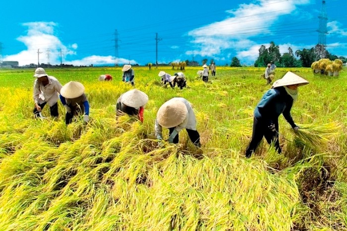 Trong nông nghiệp lúa gạo không còn là thế mạnh của Việt Nam nữa