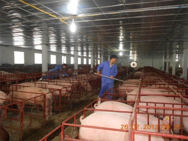 Hộ chăn nuôi bị làm khó khi phải mua cám đắt, kém chất lượng do Agribank Trảng Bom chỉ định (ảnh minh họa - Báo Công Thương)