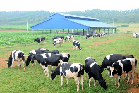 Nutifood sẽ hợp tác với HAGL trên lĩnh vực sản xuất sữa tươi
