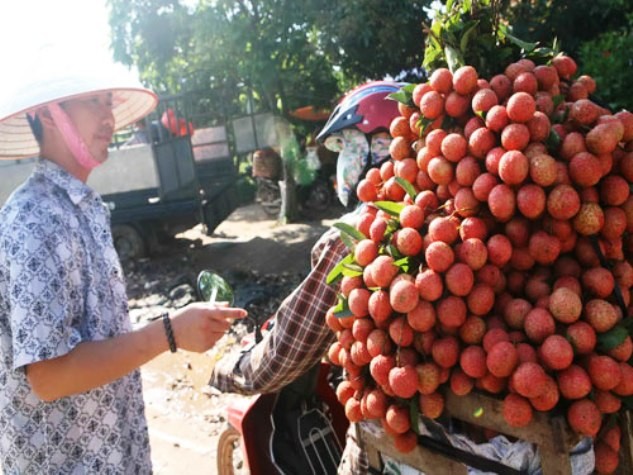 Thương lái TQ sang tận thị trấn Chũ, Bắc Giang để thu mua vải thiều (Ảnh: Hà An, nguồn Thanh Niên)