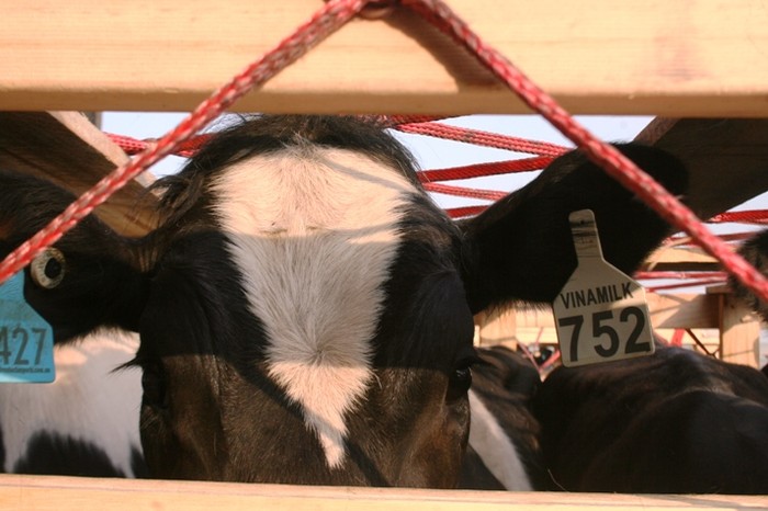 Những cô bò được đánh số để tiện theo dõi sự tăng trưởng phát triển cũng như khả năng cho sữa