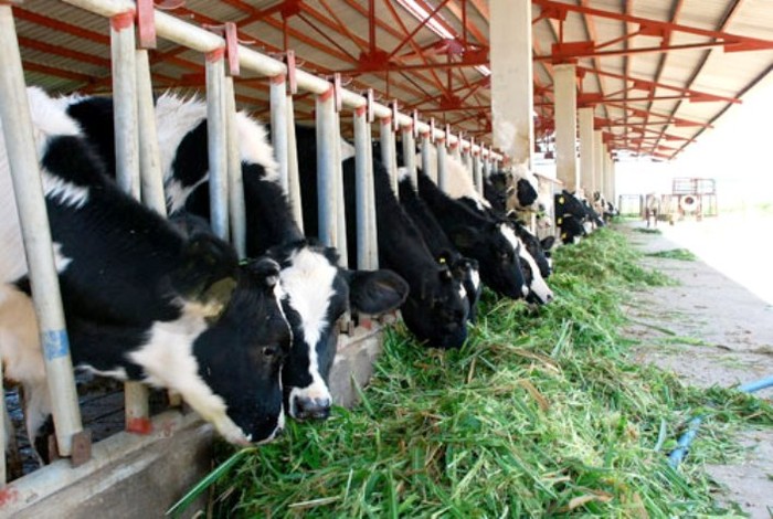 Bầu Đức sẽ chăn nuôi bò theo công nghệ Israel