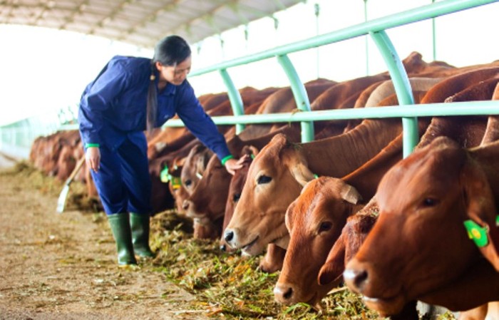 Được biết Hoàng Anh Gia Lai đã phối hợp với trường Đại học Nông lâm TP.HCM cùng các chuyên gia Australia, Israel tổ chức chuyển giao công nghệ cho cán bộ công nhân trực tiếp chăm sóc đàn bò, để đảm bảo đàn bò được chăm đúng kỹ thuật, đảm bảo cho ra thị trường các sản phẩm sữa bò, thịt bò chất lượng (ảnh công nhân của Hoàng Anh Gia Lai chăm chút cho những chú bò).