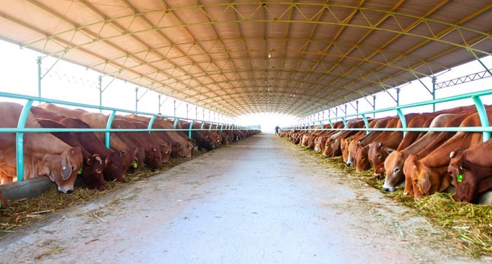 Sau lễ ký hợp tác đầu tư với các đối tác gồm Công ty VISSAN, Công ty Cổ phần Dinh dưỡng NutiFood về việc hợp tác chăn nuôi bò và tiêu thụ các sản phẩm từ bò (thịt, sữa), Tập đoàn Hoàng Anh Gia Lai đã bắt tay xây dựng trang trại chăn nuôi bò hiện đại - Hình ảnh toàn cảnh một dãy trang trại chăn nuôi bò của Hoàng Anh Gia Lai.