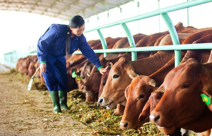 Hoàng Anh Gia Lai đang đầu tư mạnh mẽ vào nông nghiệp đặc biệt là lĩnh vực chăn nuôi bò thịt, bò sữa (ảnh nguồn HAGL)