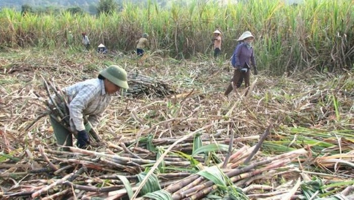 Theo ông Nguyễn Hải, ngành mía đường trong nước không được bảo hộ nhiều (ảnh nông dân thu hoạch mía - nguồn Viện nghiên cứu Mía đường).