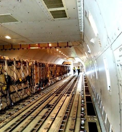 Trong khoang máy bay, những &quot;cô&quot; bò được đưa vào các thùng gỗ đóng như kiện hàng có lưới bảo vệ và xếp dọc theo thân máy bay trên các trục bi.
