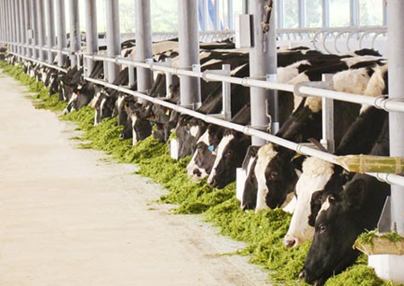 Lợi thế lớn của Vinamilk trong việc chăm sóc bò sữa nhập khẩu là việc có những trang trại chăn nuôi bò đạt tiêu chuẩn quốc tế, giúp bò dễ thích nghi và sinh trưởng phát triển tốt.