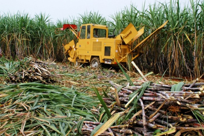 Được bảo hộ nhưng những yếu kém trong sản xuất, chế biến và phân phối khiến ngành mía đường Việt Nam đang tụt lùi so với các nước trong khu vực (ảnh minh họa - nguồn Chinhphu.vn)