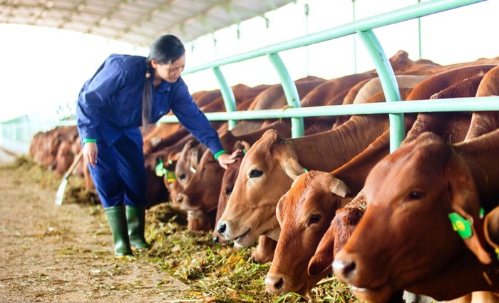 Hoàng Anh Gia Lai đang đầu tư mạnh mẽ vào nông nghiệp (ảnh công nhân HAGL chăm sóc bò thịt - nguồn ảnh HAGL).