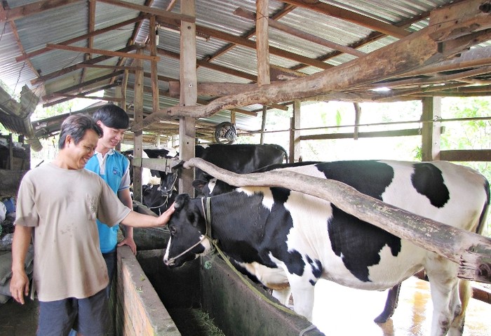 Trang trại nuôi bò của nông dân huyện Củ Chi - TP.HCM