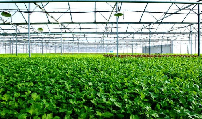 Nhà kính VinEco Tam Đảo sẽ sản xuất và cung ứng các loại rau mầm cũng như rau ăn lá - củ - quả theo tiêu chuẩn VIETGAP và GLOBALGAP với sản lượng 3.500 tấn/năm, được canh tác thân thiện với môi trường.